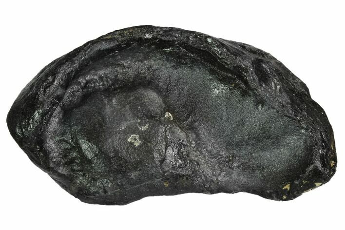 Fossil Whale Ear Bone - Miocene #99970